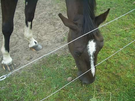 Oldenborg Come back Jack - Græs! billede 2