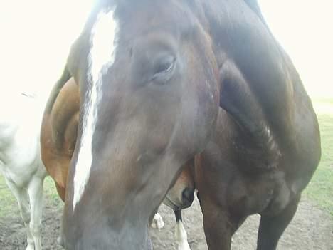 Oldenborg Come back Jack - Lidt tæt på! billede 3