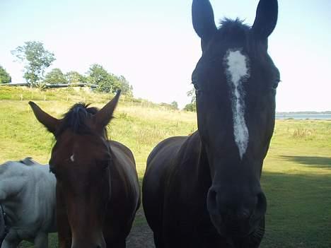 Oldenborg Come back Jack - Honey og Jack! billede 4