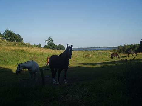 Oldenborg Come back Jack - Kommer du og henter mig nu? billede 5