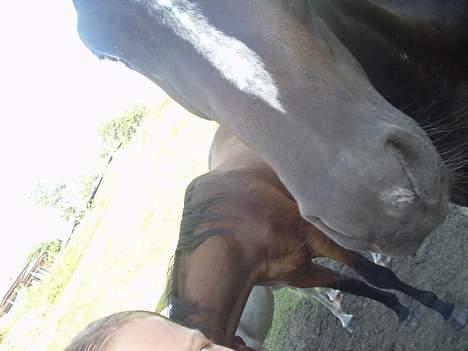 Oldenborg Come back Jack - Jeg er ikke lige den bedste fotograf eller er det bare jack der går i hælene på mig! billede 6