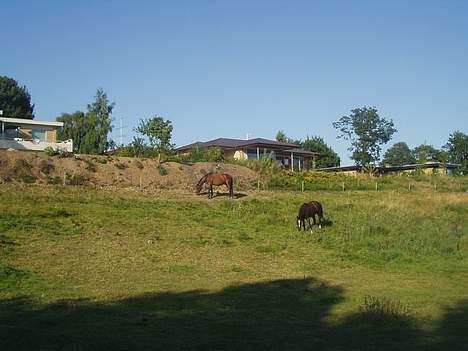 Oldenborg Come back Jack - Honey og Jack billede 7