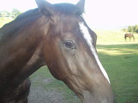 Oldenborg Come back Jack - ret tæt på!! billede 8