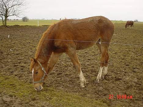 Frederiksborg B.C. Sedna af Nordmarken - er hun ikk bare dejlig beskidt.. he he.. billede 8