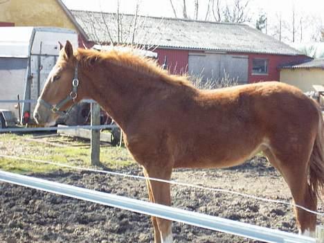 Frederiksborg B.C. Sedna af Nordmarken - på folden.. billede 9