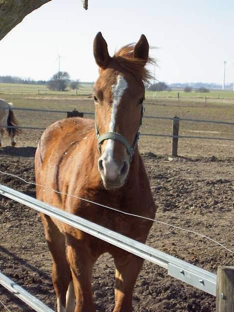 Frederiksborg B.C. Sedna af Nordmarken - på folden igen.. billede 10