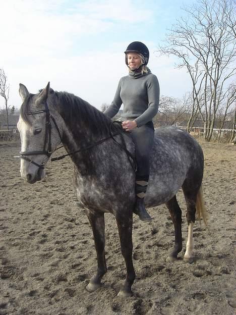 Anglo Araber (AA) Død Fancy - Lige et nyt billede, i dags lys billede 6