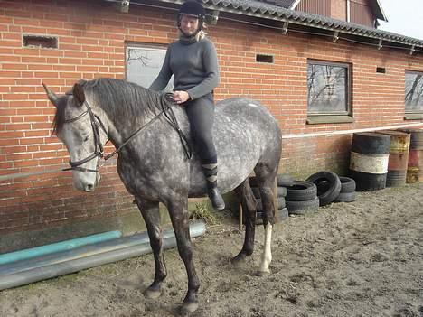 Anglo Araber (AA) Død Fancy - Her er det et godt billede af hende billede 7