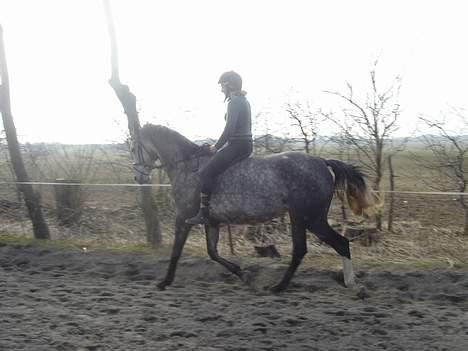 Anglo Araber (AA) Død Fancy - Lidt dressur uden sadel, da hun jo er lidt tyk (hun er i foel) hun skal ha i juni billede 8