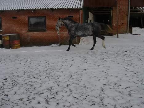 Anglo Araber (AA) Død Fancy - Lidt spræl er der vel i hende billede 9