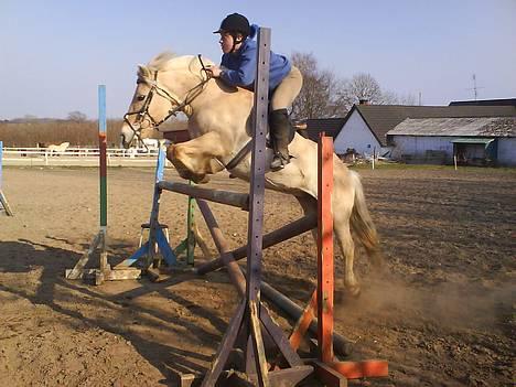 Fjordhest Rita - træning 130 cm. billede 1
