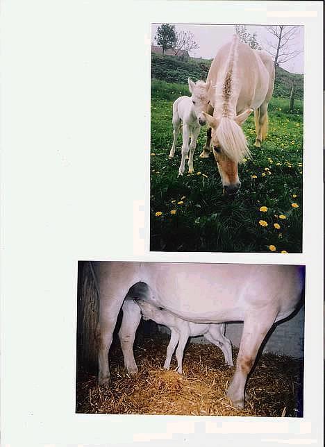 Fjordhest Rita - rita og hendes føl krølle fra 2004 billede 4