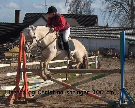 Fjordhest Lisette billede 1