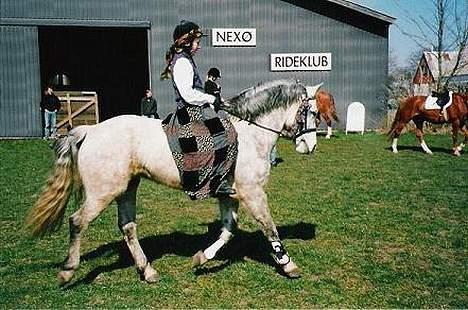 Connemara Skousboe Honey *solgt* - Udklædning. Opvarmning til bareback billede 5