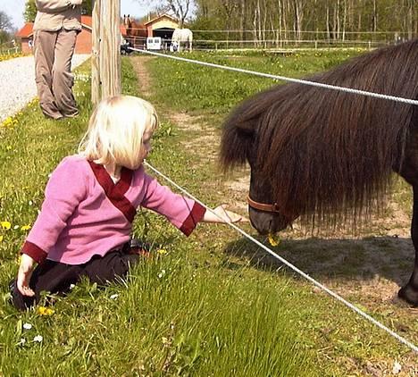 Miniature Søbygårds Charmeur SOLGT billede 7