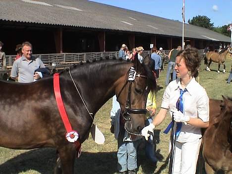 New Forest Tazet Af Damagergård  billede 10