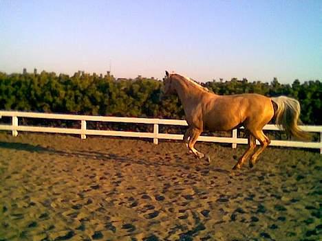 Palomino Mountheavens Lipsha - vild gallop igen billede 9