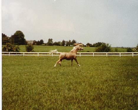 Palomino EPAH 54 Golden Benjamin - Nu skal der altså ske noget! billede 3