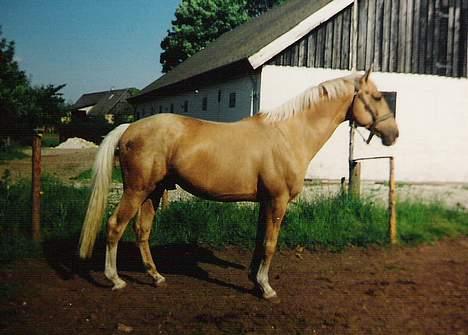 Palomino EPAH 54 Golden Benjamin - Nyder det dejlige vejr billede 2