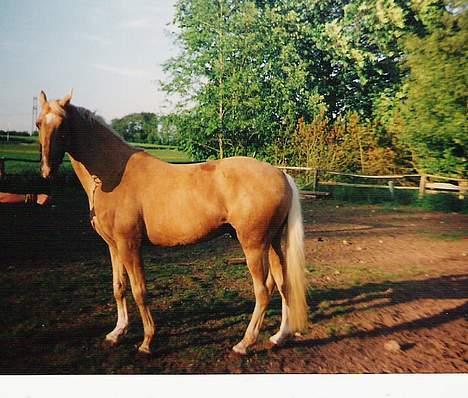 Palomino EPAH 54 Golden Benjamin billede 4