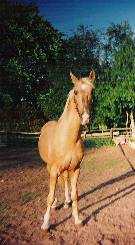 Palomino EPAH 54 Golden Benjamin - Øøhhhhe sig mig lige, hvad katten, har DU nu fundet på...... billede 5