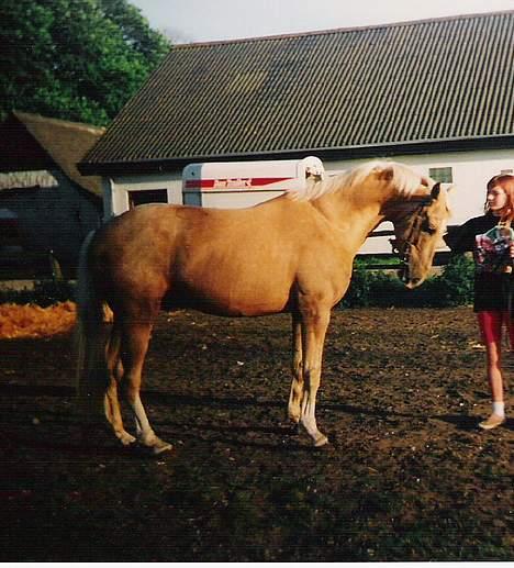 Palomino EPAH 54 Golden Benjamin billede 6