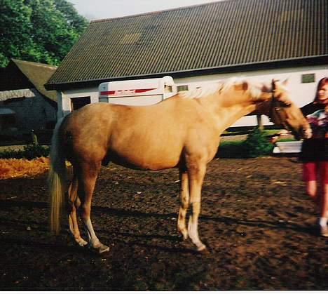 Palomino EPAH 54 Golden Benjamin billede 7