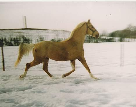 Palomino EPAH 54 Golden Benjamin - se mig billede 8