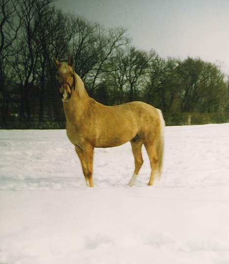 Palomino EPAH 54 Golden Benjamin - I vinterens uniform i den dejlige sne billede 9