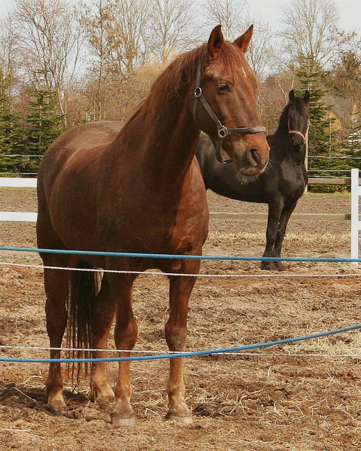 Hannoveraner Gaston - Forår 2006 billede 1