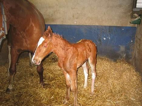 Frederiksborg Viddi DØD - Viddis nye baby født 11/4-2005 billede 8