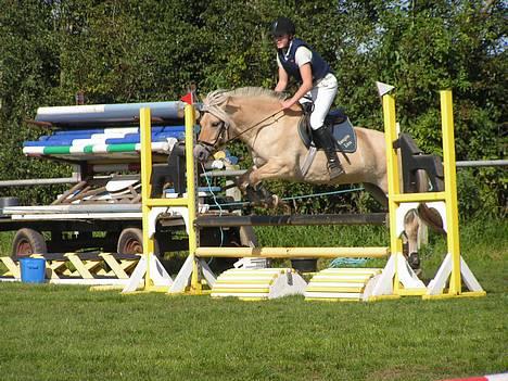 Fjordhest Vængets Liza - sådan liza igen i Lb spring i Revsø 2005 billede 2