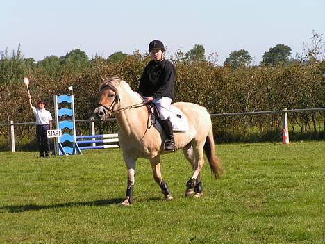 Fjordhest Vængets Liza - smukke liza i revsø 2005 billede 3