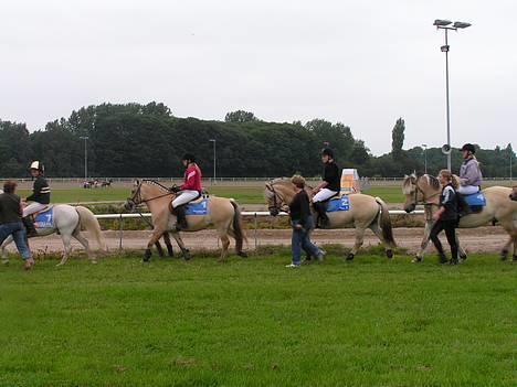 Fjordhest Vængets Liza - liza i  midten på galopbanen billede 5