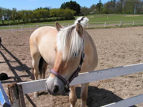 Fjordhest Vængets Liza - liza på ridebanen billede 8