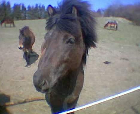 Islænder Hrafntinna fra Hejelte - Rappen i april. Er hun ikke kær.. ? :) billede 6