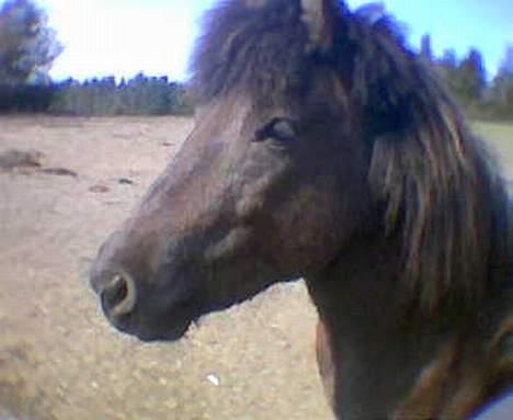 Islænder Hrafntinna fra Hejelte - Rappen i april  billede 7