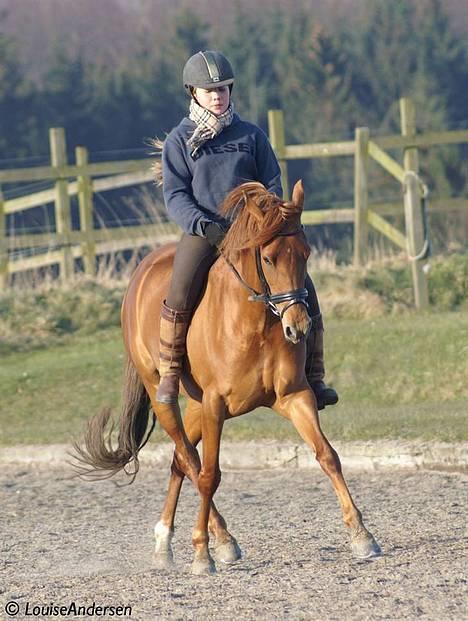 DSP Coelenhage'S Harmonie <3 - *NYT* fedlingen <3 24/3-07 hendes fødselsdag :D 8 år! her i schenkelvigning. foto: lala billede 2