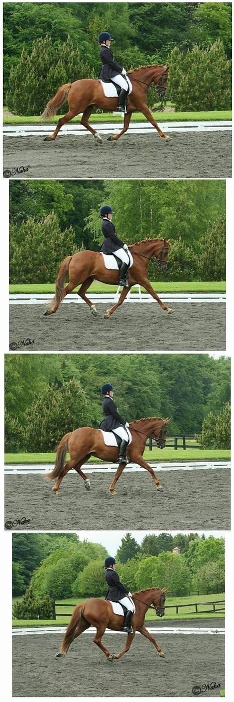 DSP Coelenhage'S Harmonie <3 - svæveponyen på NSR 3/6-06 La1 - middeltrav :D alle 4 poter i luften foto: naha billede 3