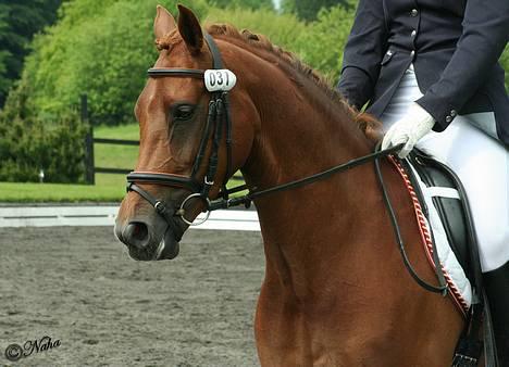 DSP Coelenhage'S Harmonie <3 - 3/6 NSR La1 foto: Naha billede 4