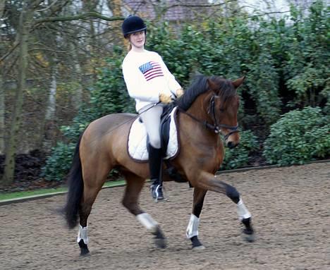 New Forest Smedhults Zippa  - Zippa til undervisning d.18 nov. Foto:Lala billede 5