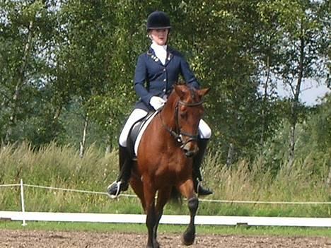 New Forest Smedhults Zippa  - Zippa og jeg laver noget samlet trav til DM =) billede 6