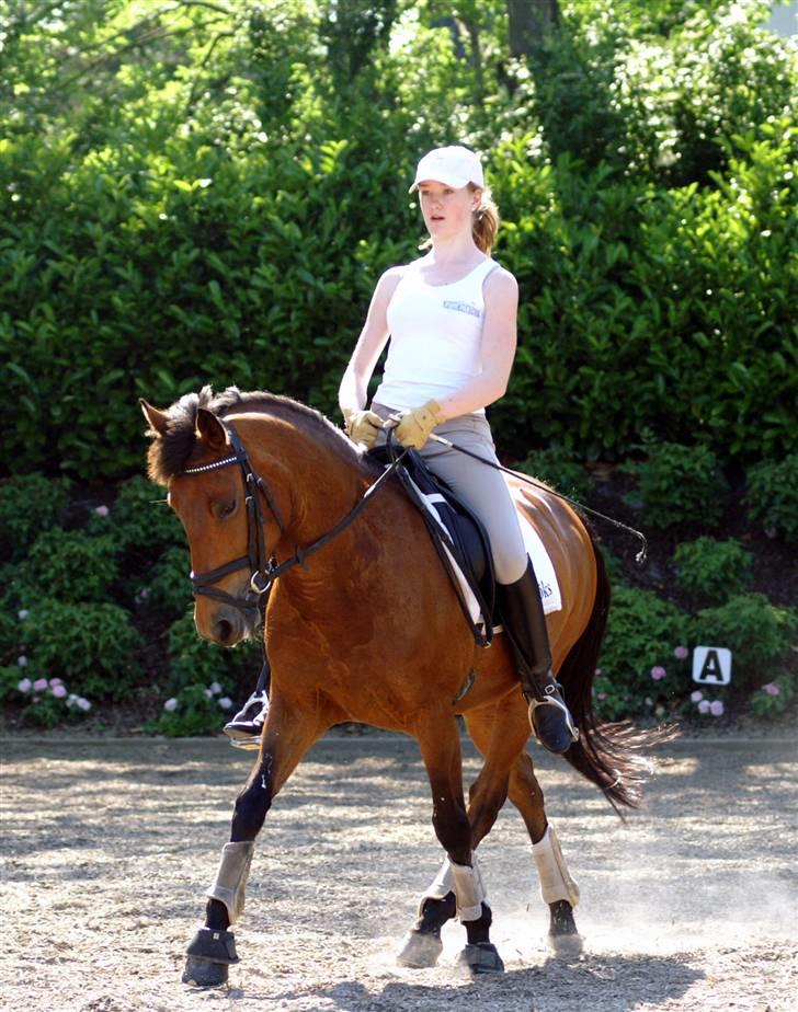 New Forest Smedhults Zippa  - Zippa til undervisning i sommer, midt i en travers! billede 7