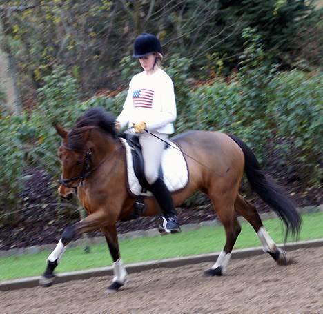 New Forest Smedhults Zippa  - Zippa til undervisning d.18 nov. Foto:Lala billede 8