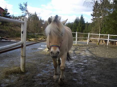 Fjordhest Pepsi<3 - Pepsi ute i luftegården den 19. mars =) <33 billede 11