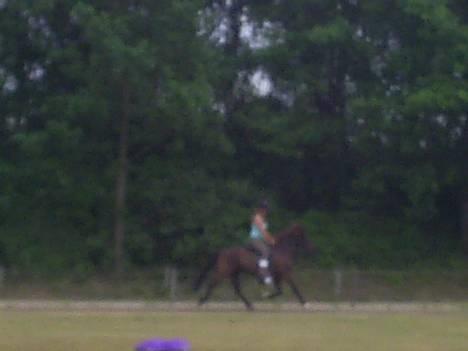 Islænder Svartur fra Tingvad - trav. :) lidt stor heste agtig. :b billede 8