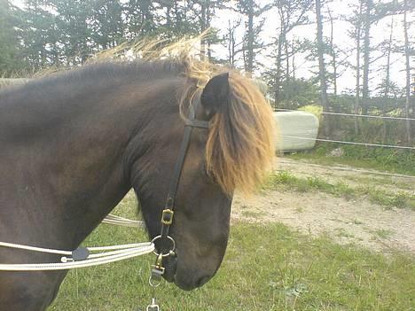 Islænder Svartur fra Tingvad - du min og jeg elsker dig. billede 9