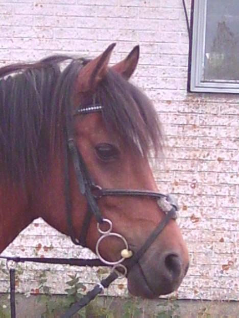 New Forest Kvægenbjergs Scheik RIP - hans flotte hoved <3 Fotograf: Mig billede 11