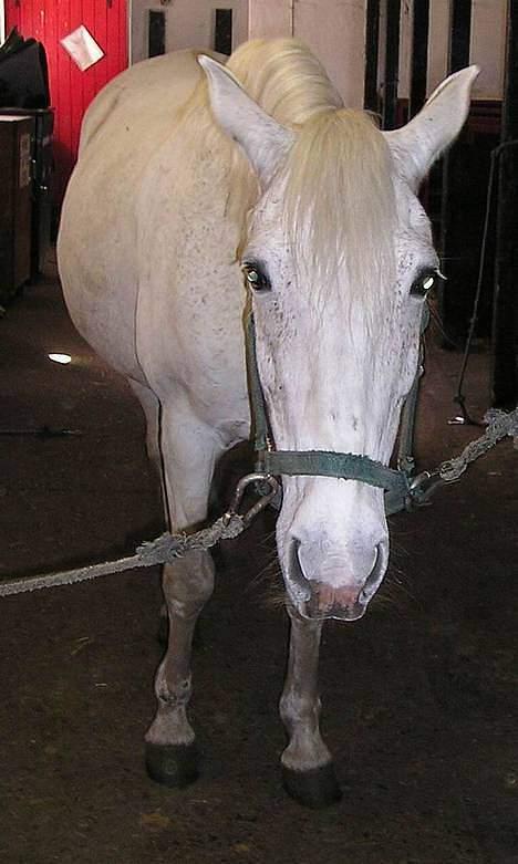 Anden særlig race Jackie - Gaaaab jeg er træt billede 11