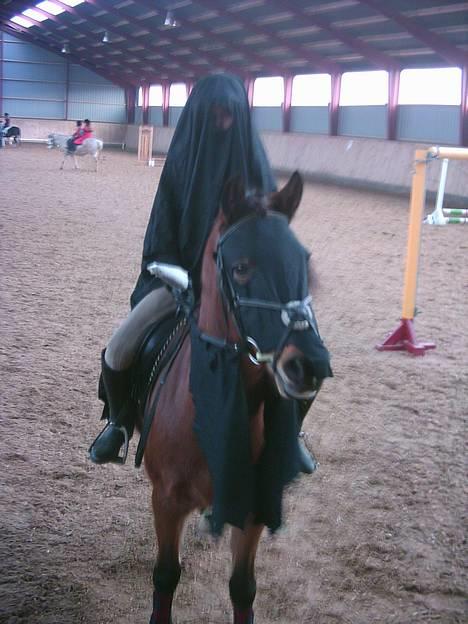 New Forest Kvægenbjergs Scheik RIP - Scheik og jeg til fastelavn <3 Fotograf: Mor billede 14